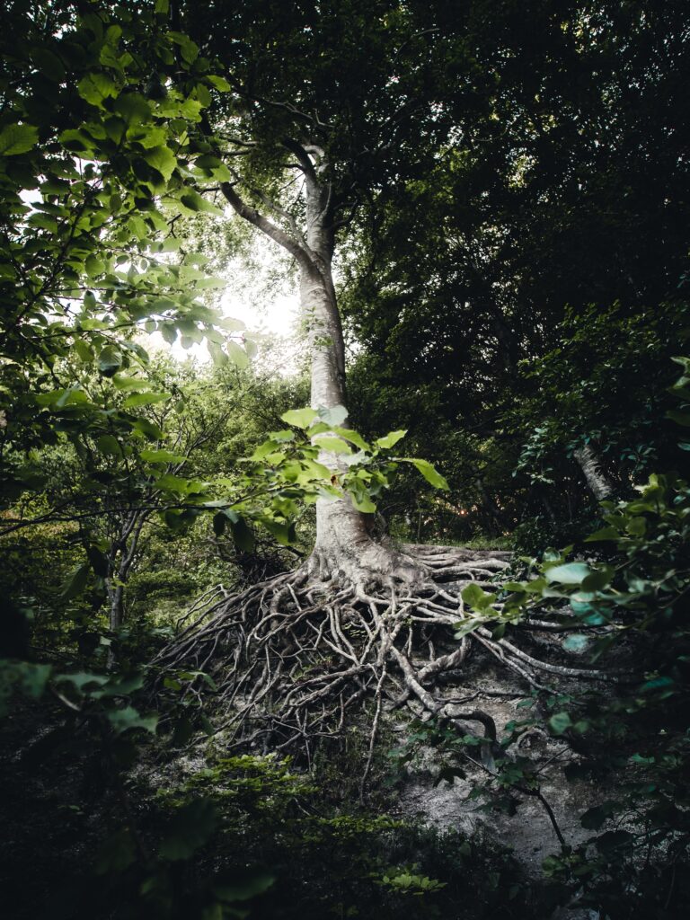 Les significations symboliques de l’arbre de vie dans les bijoux